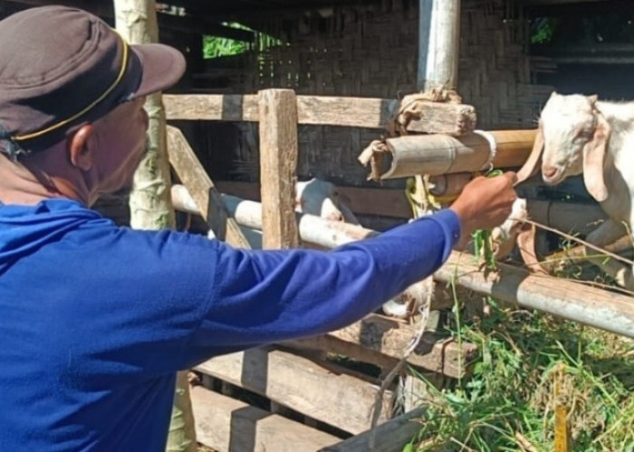 Kawinkan Kambing, Kambing Jantan Tetangga Hilang 