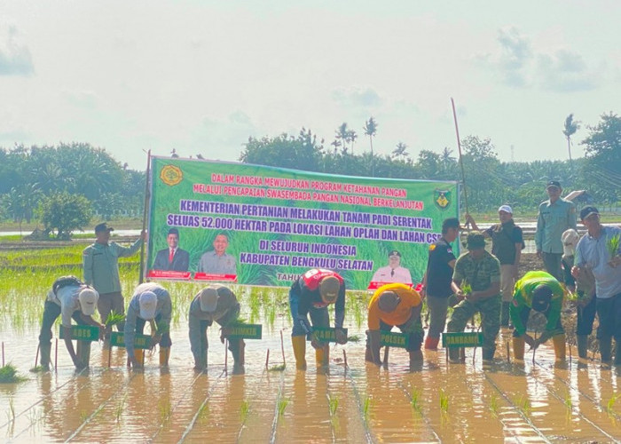 Petani  Pasar Pino Lakukan Penanaman Padi Serantak, Dukung Swasembada Pangan Nasional