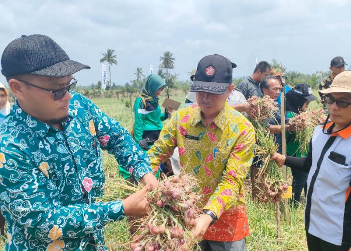 Sukses, Panen Raya Bawang Merah di Padang Siring Hasilnya Diatas 10 Ton Perhektar