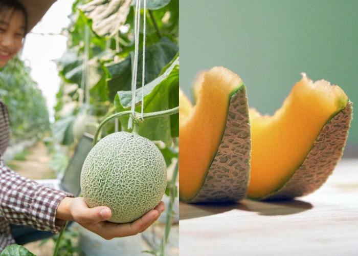 Kulit Melon Jangan Dibuang, Ternyata Bermanfaat untuk Kecantikan