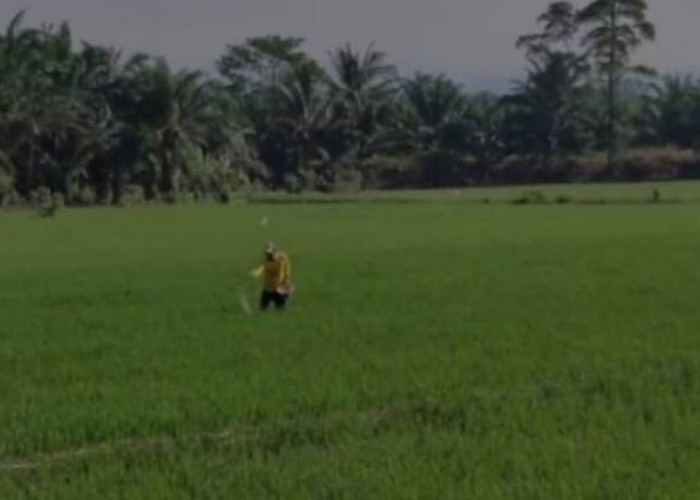 Petani Seluma, Kebutuhan Pupuk Terus Meningkat