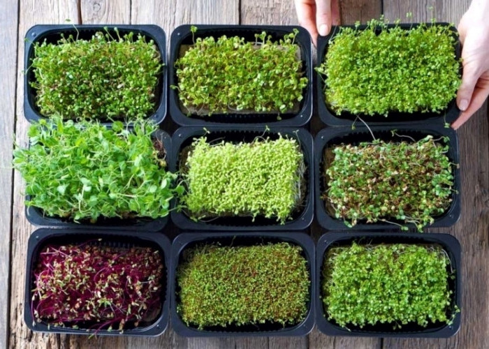 Ini Cara Mudah Menanam Microgreens di Apartemen, Bisa Panen Sayur Sehat dalam 7 Hari
