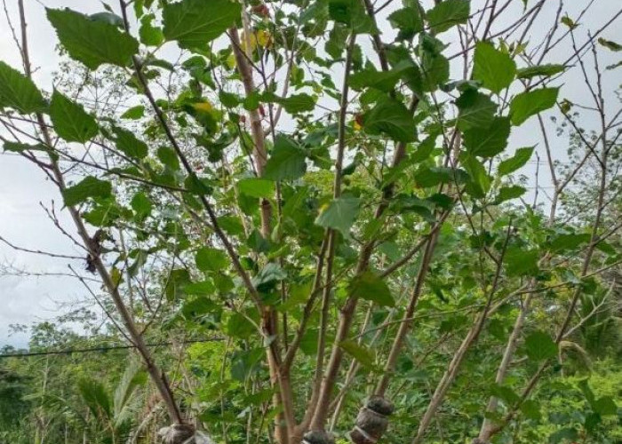 Begini Cara Mudah Menanam dan  Membudidayakan Tanaman Murbey Ala  Indriyani 