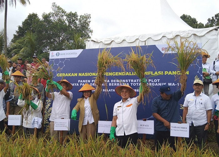 Panen Perdana Demplot Pertanian Berbasis MA11 Hasilnya Luar Biasa