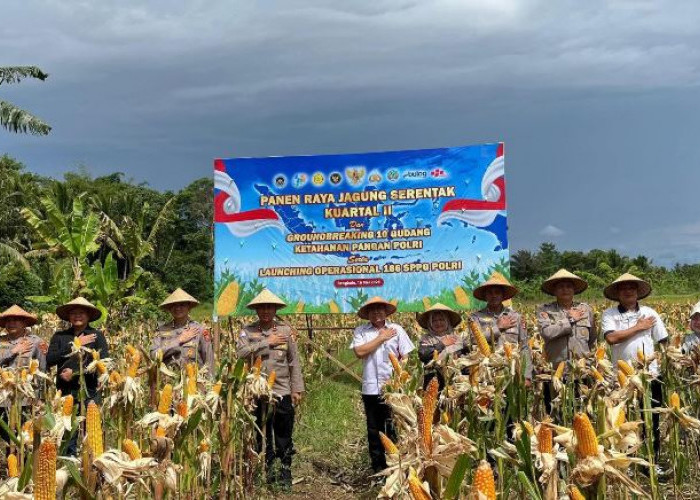 Perkuat Ketahanan Pangan, Provinsi Bengkulu Gelar Panen Raya Jagung Bersama Presiden