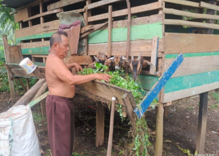 Kambing Kurban Penjaga Sekolah di Seluma Hilang 