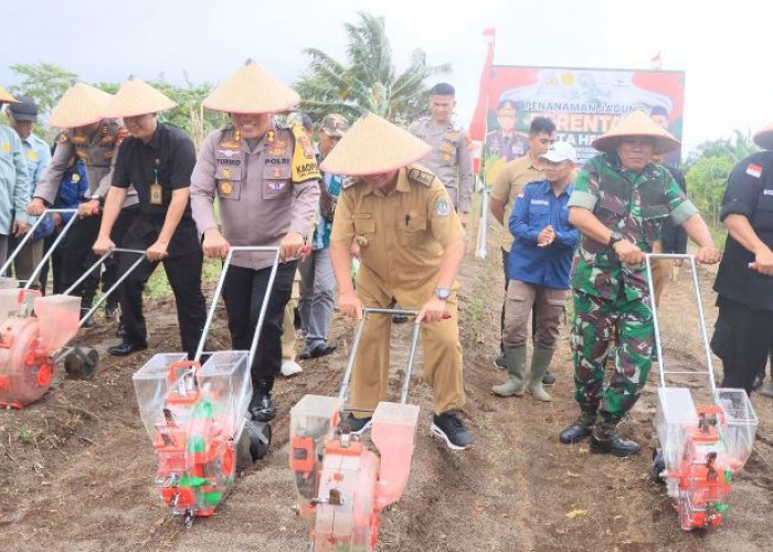  Polres  Tanam Jagung Seluas 35 Hektare di Kabupaten Kaur