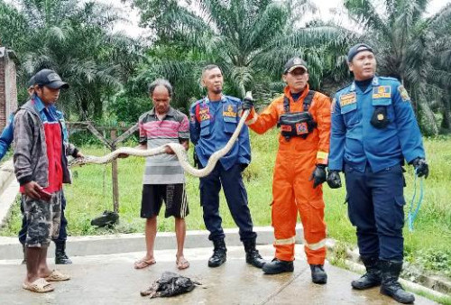 Warga dan Petugas Damkar Kota Bengkulu Tangkap Ular Piton 2 Meter