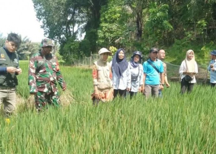 Babinsa Berikan Solusi  Pengendalian Hama Wereng yang Ampuh kepada Petani  Tanjung Raman