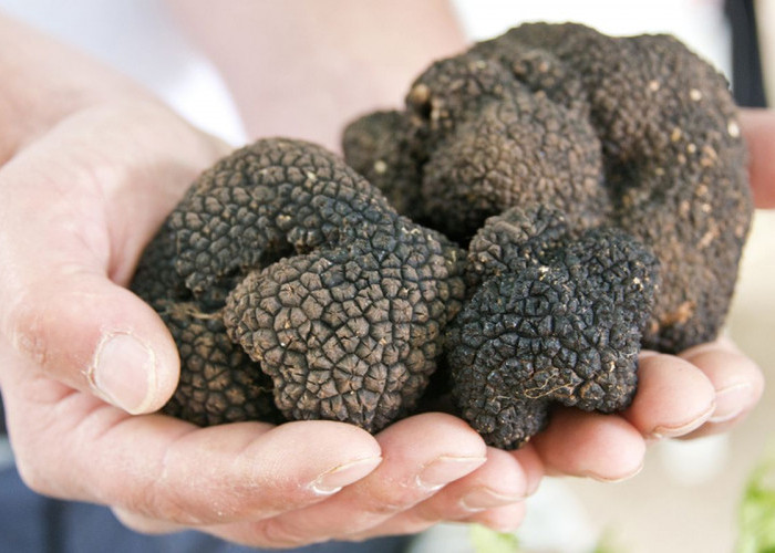 Truffle Jamur Termahal di Dunia, Apa Saja Manfaatnya Untuk Kesehatan?