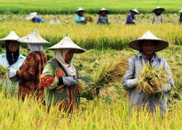 Bengkulu Tengah  Siap Sukseskan Program Swasembada Pangan