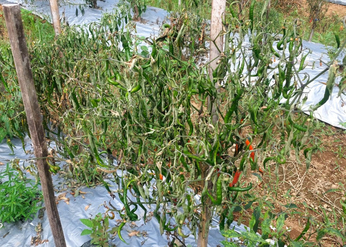  Waduh Sayang! Harga Cabai Lagi Mahal, Tanaman Cabai Petani Mukomuko Malah Layu dan Mati