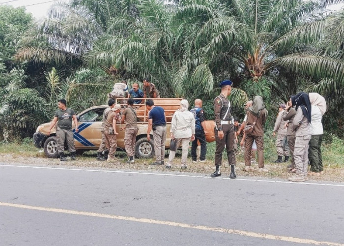 Satpol PP Bengkulu Selatan Tertibkan 10 Ekor Sapi Warga  yang Sedang Menikmati Hasil Pembangunan