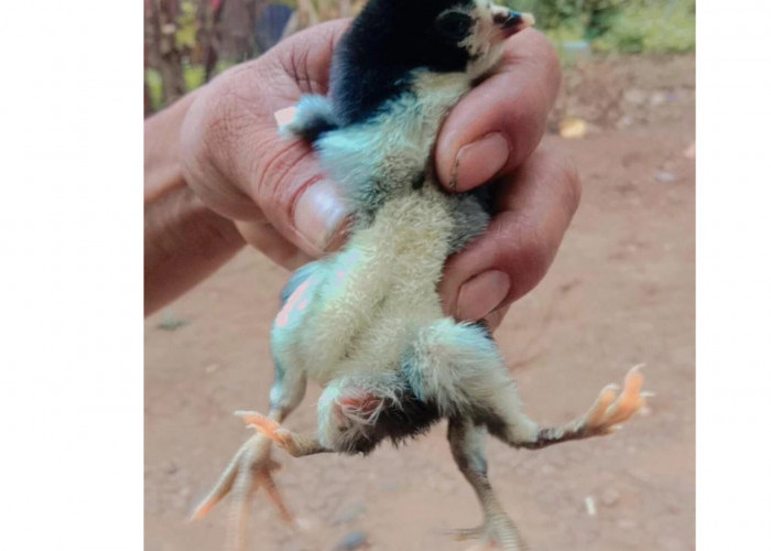 Unik! Ada Ayam Berkaki 4 di Kabupaten Seluma Bikin Heboh Warga 