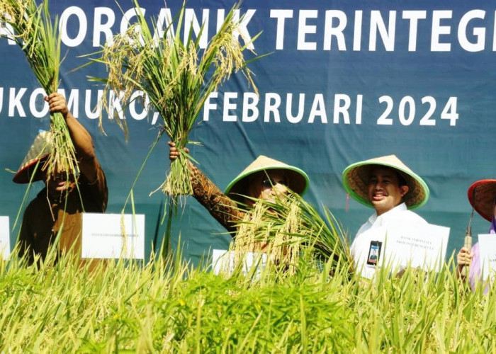 BI & Petani Berhasil Terapkan Budidaya Padi Organik MA -11 di Mukomuko, Hasil Panen Luar Biasa