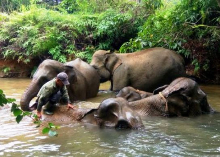 Selain Konservasi Gajah, Pengembangan Landscape Seblat Harus Berdampak Ekonomi Masyarakat Sekitar