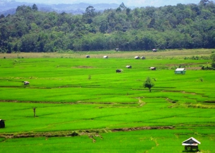 Dinas Pertanian Bengkulu Tengah Dukung Program Pemerintah Pusat