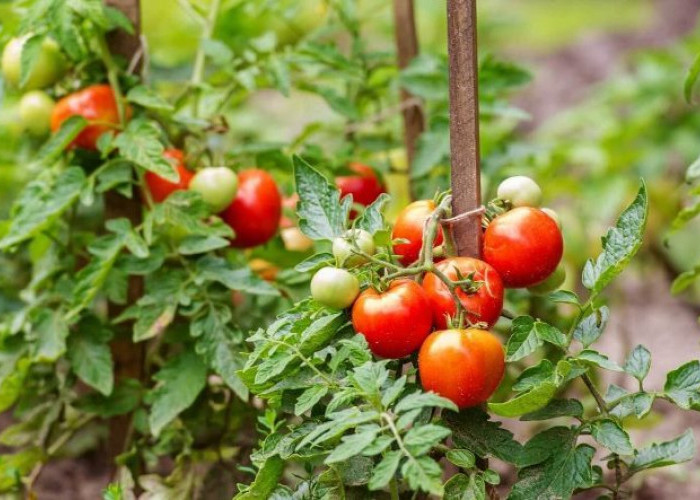 Kiat Sukses Menanam Tomat Untuk Pertanian Rumahan