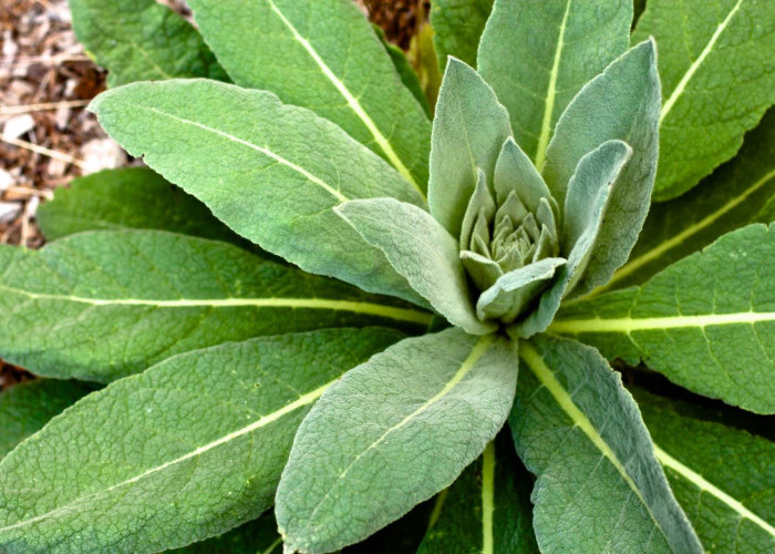 Mengenal Daun Mullein: Si Beludru Alami yang Ampuh untuk Pernapasan