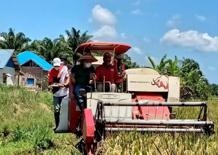 Harga Gabah Bikin Petani Mukomuko Senyum Sumringah