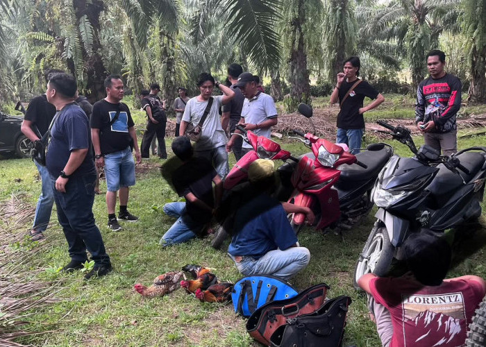 Polres Kaur Grebek Judi Sabung Ayam dan Dadu, Amankan 3 Terduga Pelaku