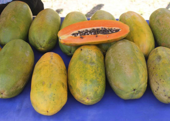 Harga Pepaya Melonjak Tajam di Bengkulu, Pedagang Lokal Kesulitan dalam Persaingan 
