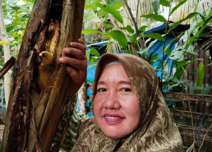 Bikin Heboh, Warga Manna Temukan Buah Pisang Tumbuh Ditengah Batang