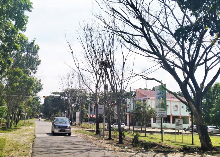  Belasan Pohon Mati di Depan Kantor Dinas kesehatan Mukomuko Rawan Roboh dan Membahayakan Masyarakat