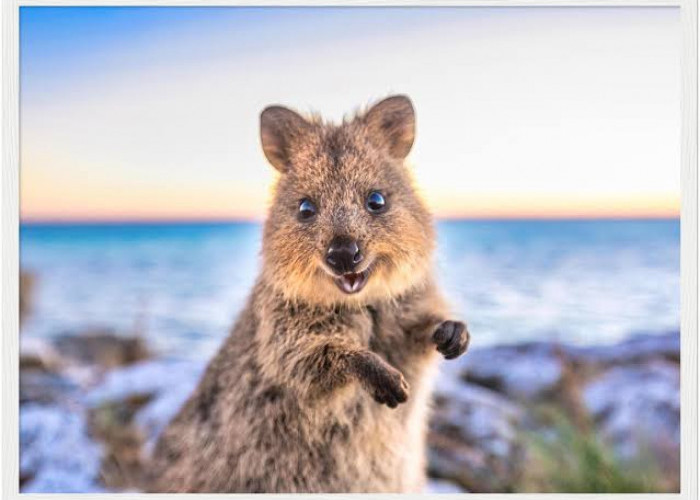 5 Fakta Unik Satwa Endemik di Negara Australia yang Seru Untuk Dipelajari