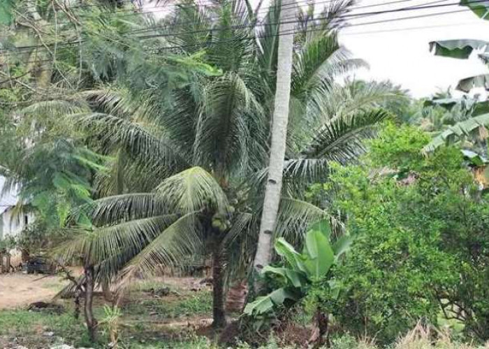 Ini Lo Manfaat dari Kelapa Hijau Yang Dirasakan Warga Kota Bengkulu