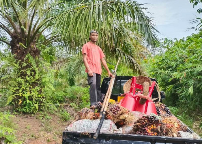 Ini Solusi Untuk Mengatasi Musim Trek Kelapa Sawit