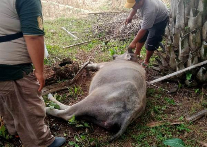 Waspada, 81 Ekor Ternak Sapi dan Kerbau Terkena Penyakit Ngorok di Kabupaten Kaur