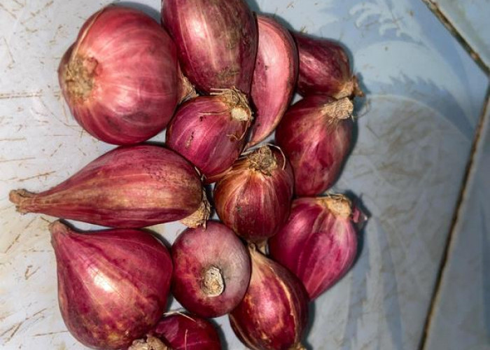 Ini Manfaat Bawang Merah Bila Dicampur Minyak Kayu Putih 