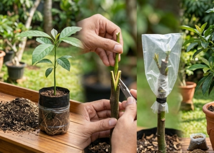 Panduan Praktis Cara Menanam Alpukat di Pot Biar Cepat Berbuah
