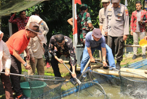 PJ Bupati Benteng Panen Raya   Ikan Lele di Desa Taba Pasmah