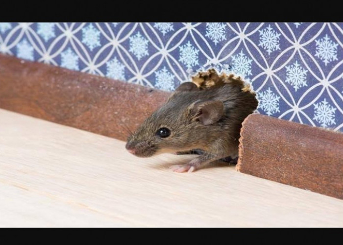 Cara Mencegah Tikus Masuk Rumah Menggunakan Bubuk Cabai? Efektifkah?