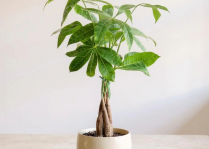 Di Samping Segar,  Tanaman Dipercaya Pembawa Hoki Ini  Wajib Ada di Rumah?