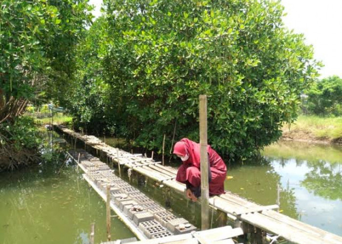 Kampoeng Kepiting Tempat Menikmati SeaFood di Kawasan Hutan Mangrove Cilacap