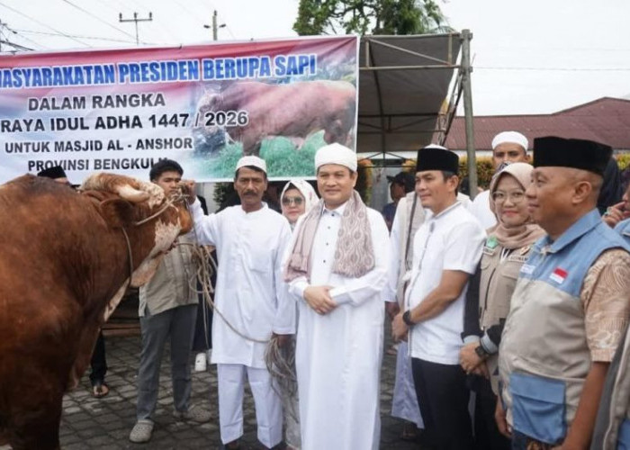 Sapi Kurban Presiden Diserahkan di Bengkulu, Pemprov Doakan Prabowo Sukses Memimpin Indonesia