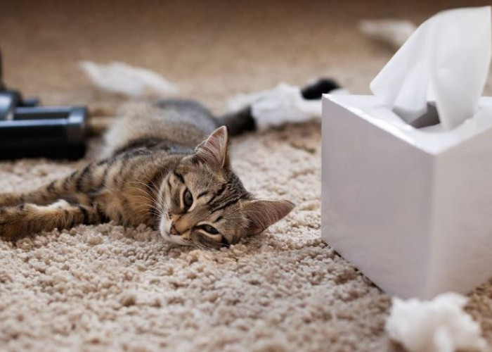Ini Cara Mengatasi Kucing yang Susah Makan dan Rontok Bulunya