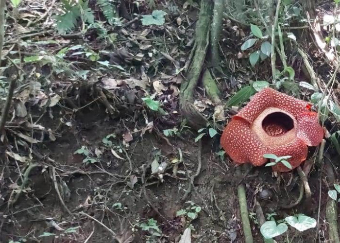 Dua Kuntum Bunga Rafflesia Arnoldi Mekar Sempurna di Taba Penanjung