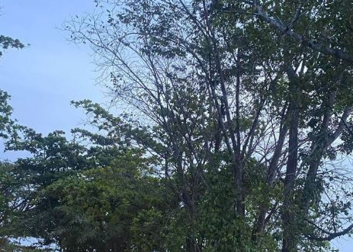 Anak Muda Bengkulu Ramaikan Danau Dendam Tak Sudah Setiap Minggu Pagi Usai Salat Subuh 