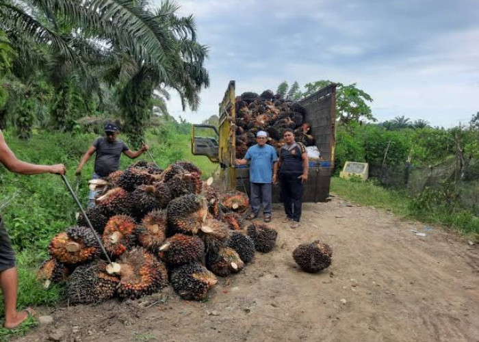 Harga TBS Sawit di Provinsi Bengkulu Terus Turun 