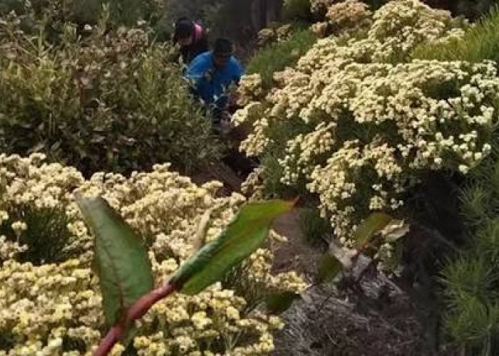 Menjemput Keabadian, Pesona Taman Edelweiss di Puncak Gunung Marapi