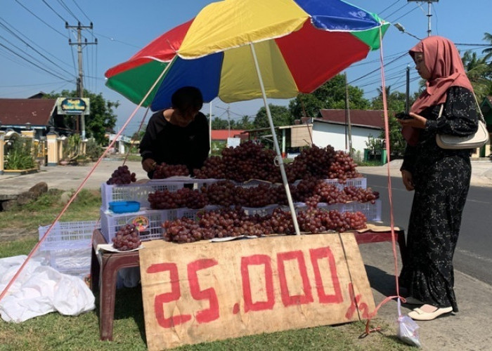 Bisnis Buah Anggur di Bengkulu Laris Manis