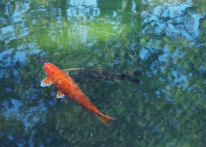 Ini Tips Memilih Filter Kolam Ikan Agar  Air Tetap Jernih