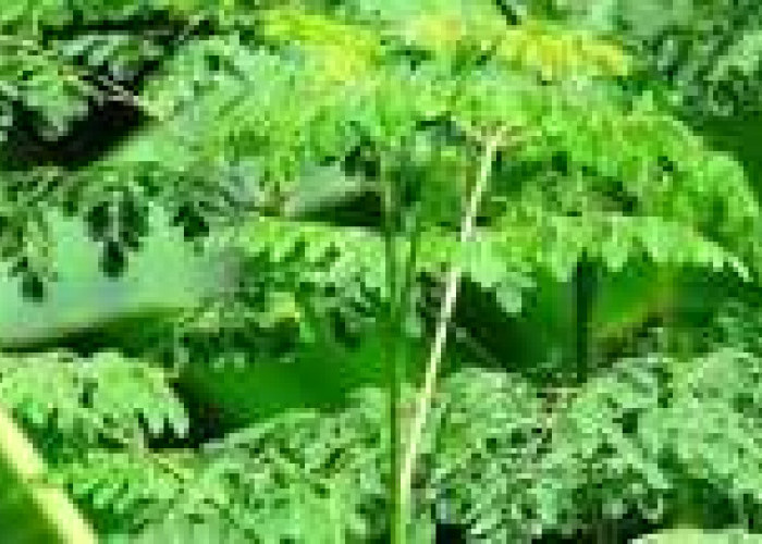 Keajaiban Daun Kelor (Moringa) untuk Energi