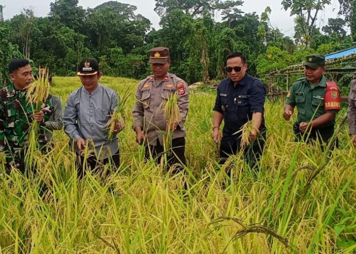 Desa Apoho Panen Raya   Varietas Padi Darat