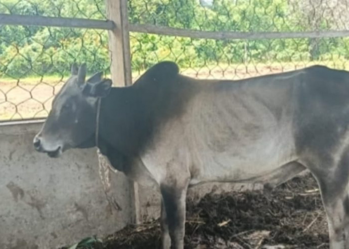 Satpol PP akan kembali Lelang Hewan Ternak Hasil Penertiban 2 Maret 2026