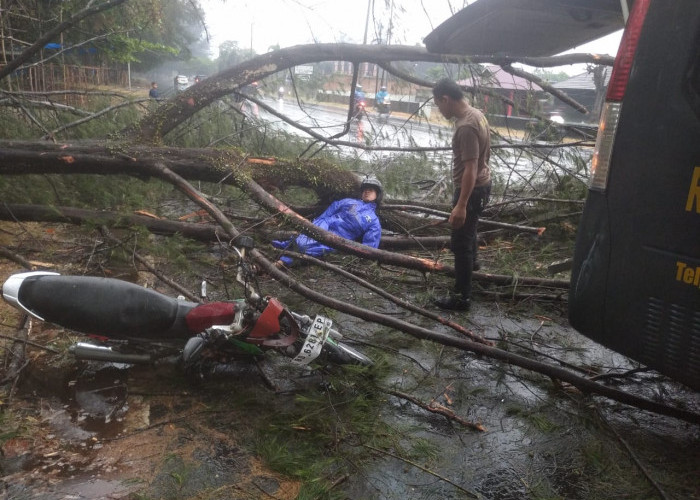 Cuaca Ekstrim, Pohon Pariwisata Tumbang dan Pengendara Dilarikan ke Rumah Sakit